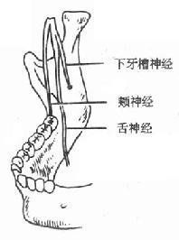 舌神經