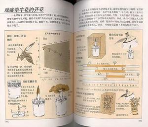 觀察牽牛花的開花 (圖例)