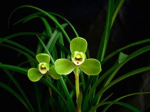 Cymbidium goeringii