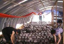 三岔口村的秸稈蘑菇種植產業