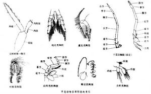 甲殼綱門