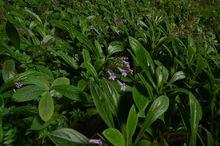 與恐龍同時代的野生植物——報春苣苔