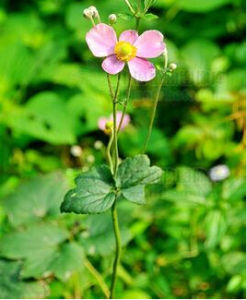 Anemone hupehensis