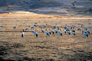 大山包黑頸鶴自然保護區