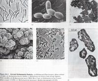 嗜高滲生物