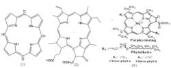 卟吩環、脫鎂葉綠素a、及葉綠素分子結構
