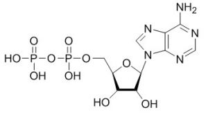 腺苷二磷酸