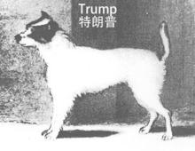 Trump（特朗普）畫像