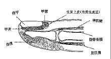 嵌甲症