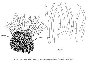 角豆樹假尾孢