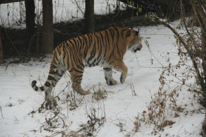 北京動物園