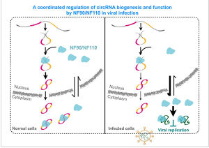 NF90/NF110對環形RNA表達和病毒免疫功能的調控機制