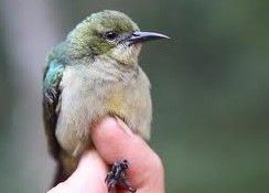 紅領食蜜鳥