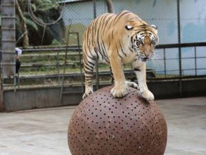 京明溫泉度假村動物園