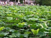 台北植物園——荷花池