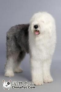 Old English Sheepdog