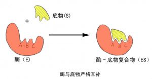 角質酶