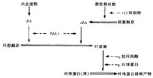 纖維蛋白溶解