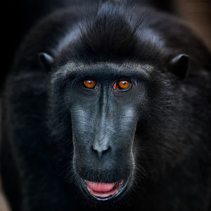 黑冠猴