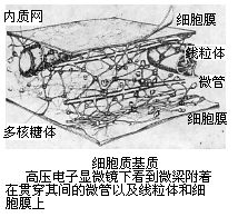 細胞質基質