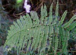 福貢蹄蓋蕨（新變種）