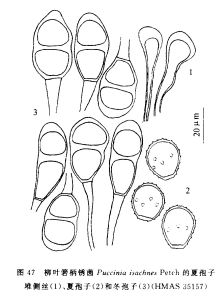 柳葉箬柄鏽菌