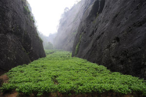 環興堂茶業