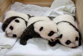 熊貓三胞胎