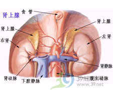 腎上腺性徵異常症