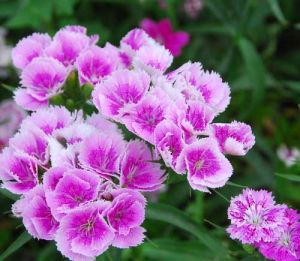 Dianthus chinensis