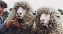 內蒙古細毛羊