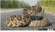北美侏儒響尾蛇