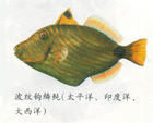 月腋光鰓魚