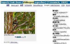 壯麗果鳩（Superb Fruit Dove）