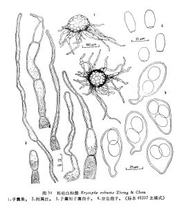 粗壯白粉菌