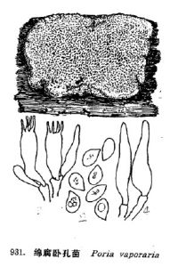 綿腐臥孔菌