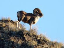 國家重點保護野生動物盤羊
