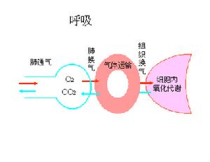 （圖）呼吸全過程示意圖