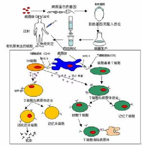 特異性抗體清除病毒的過程