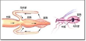 馬氏管 