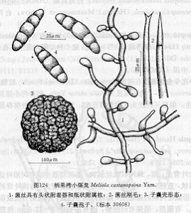 柄果栲小煤炱