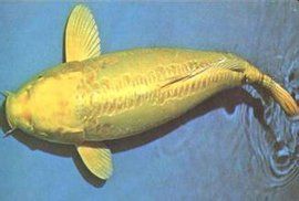 黃金鯉 