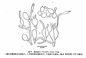 展生銀耳