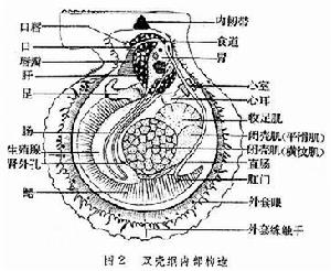 雙殼綱