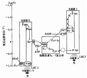 光合電子傳遞