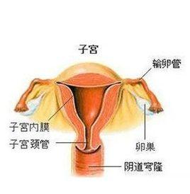 抗子宮內膜抗體