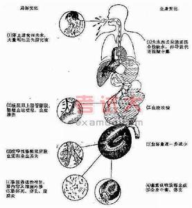 單純性腸梗阻