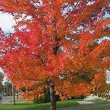 美國紅楓“夏日紅”