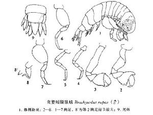 貪婪短腿狼戎