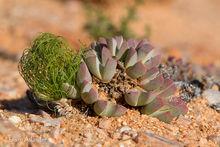 Ihlenfeldtia  vanzylii